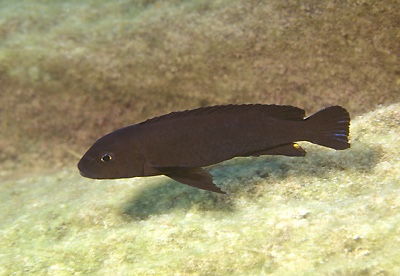 Chindongo ater 'Chinyamwezi Island'